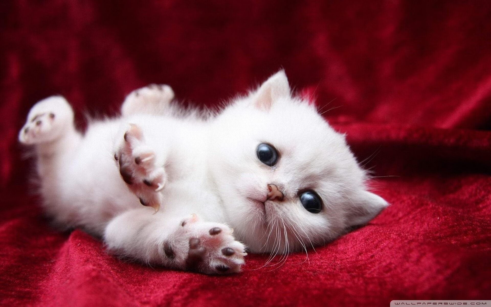 克瓦拉茨赫利亚的节奏魔法，利物浦对阵加纳一役中的唯一掌控者